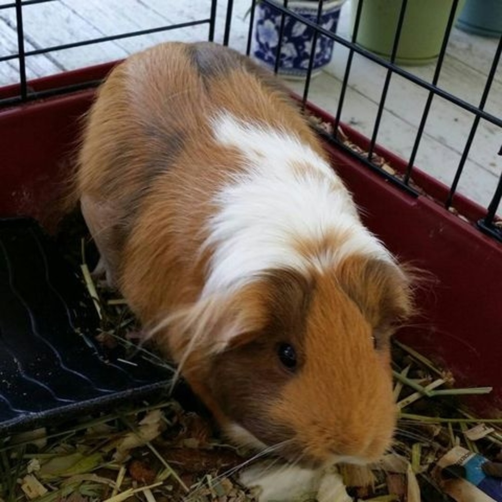 Meet your Posher, Feng